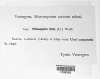 Mycosphaerella ulmi image